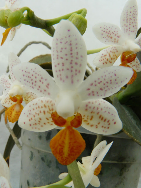 Phalaenopsis Mini Mark P1030126
