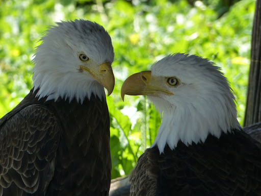 Zoo «Columbian Park Zoo», reviews and photos, 1915 Scott St, Lafayette, IN 47904, USA