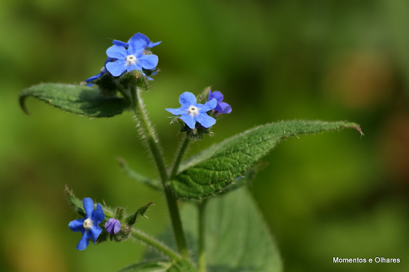 Primavera em tons de Azul