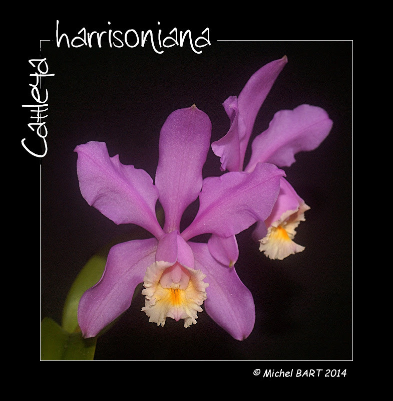 Cattleya harrisoniana Cattleya_harrisoniana