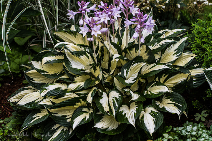 Hosta Fire&Ice Hosta-fire-and-ice-130802_1-66rm