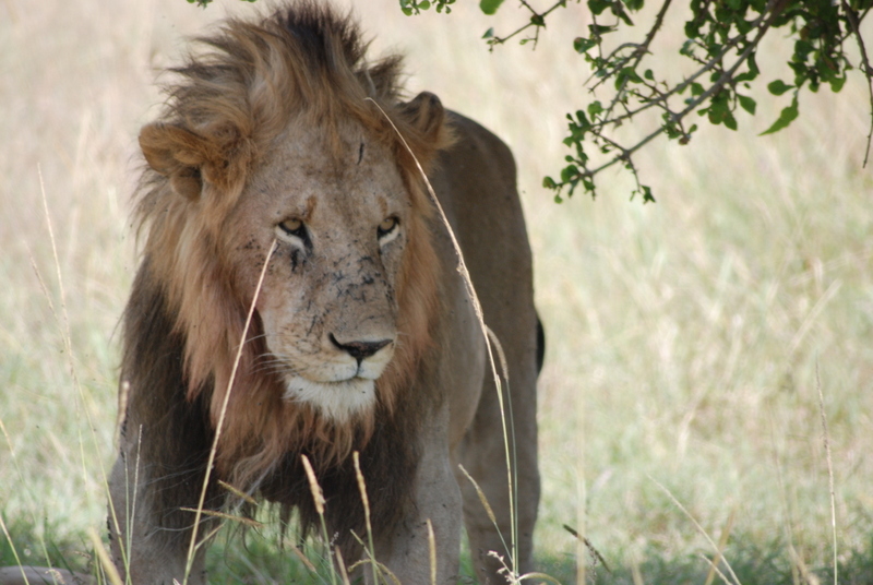 El zoo más grande del mundo - Kenya (2009) - Blogs de Kenia - Maasai Mara (27-29 de junio de 2009) (32)