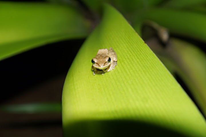Шри-Ланка: на машине 1 100 км,  фото без комментариев, март-апрель 2013г.