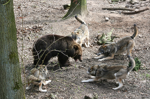 Urso pardo vs Urso polar - Página 2 3389180373_76846083c9