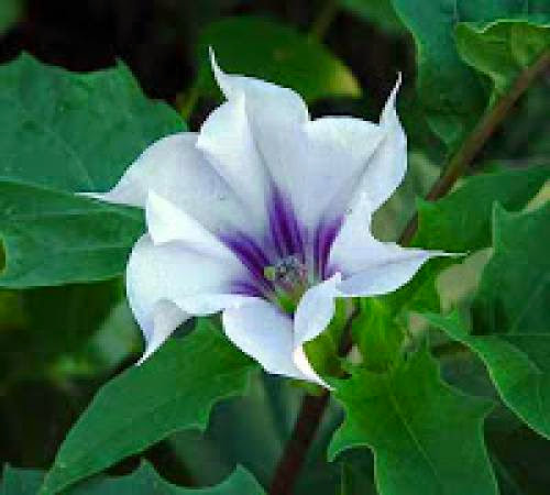 D Is For Datura Your Toxic Friend