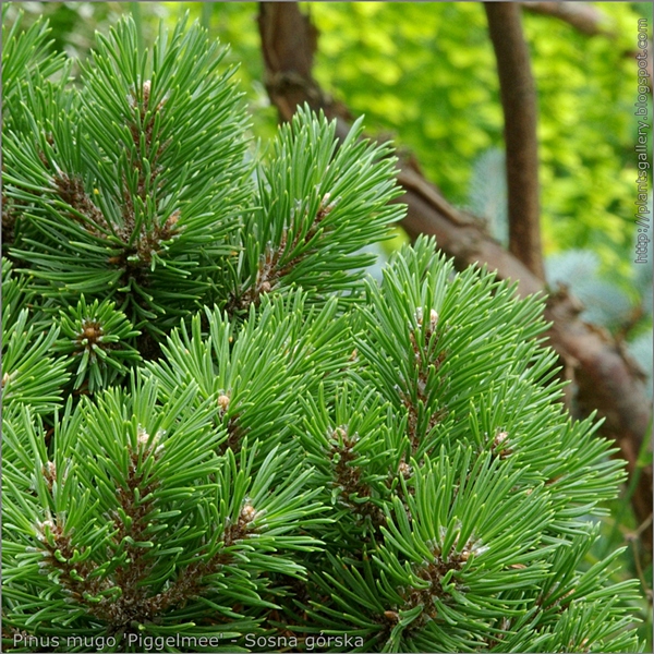 Pinus mugo 'Piggelmee' - Sosna górska 'Piggelmee' ulistnienie