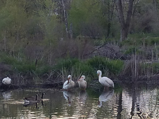 Nature Preserve «Murray Nature Center», reviews and photos, 5044 Lucky Clover Ln, Taylorsville, UT 84123, USA