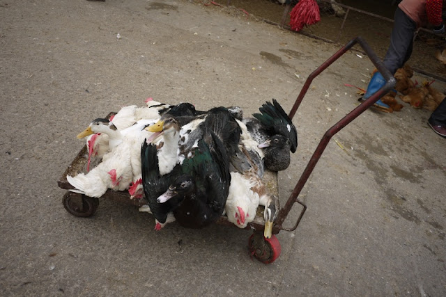 a duck quacking while on a cart with a variety of birds