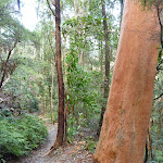 Larger trees near the base of Nellies Glen (411305)