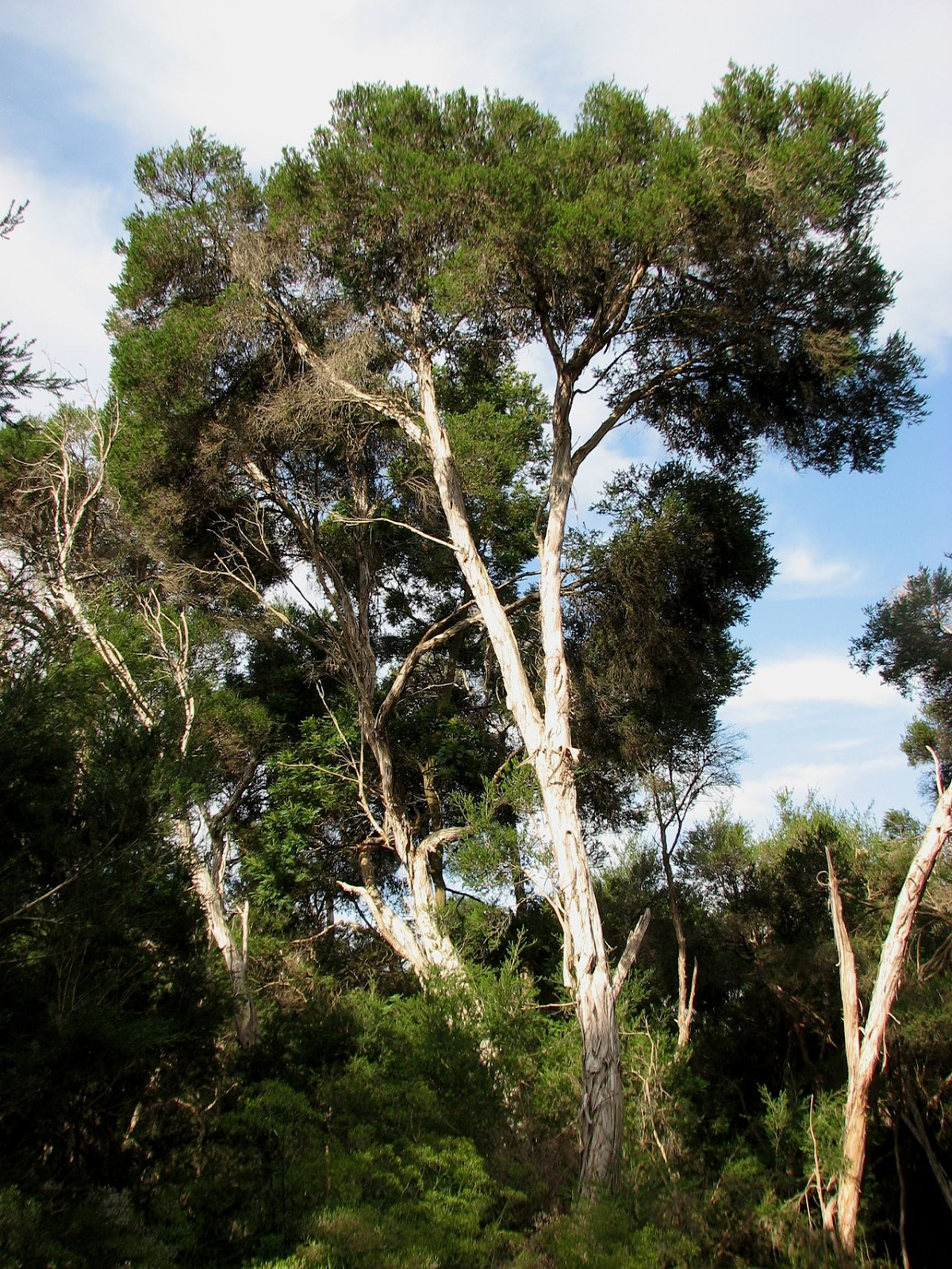 Pros and Cons of Using Paperbark as Firewood