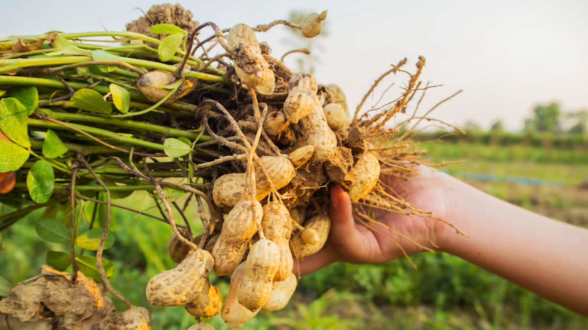 Harvest the peanuts
