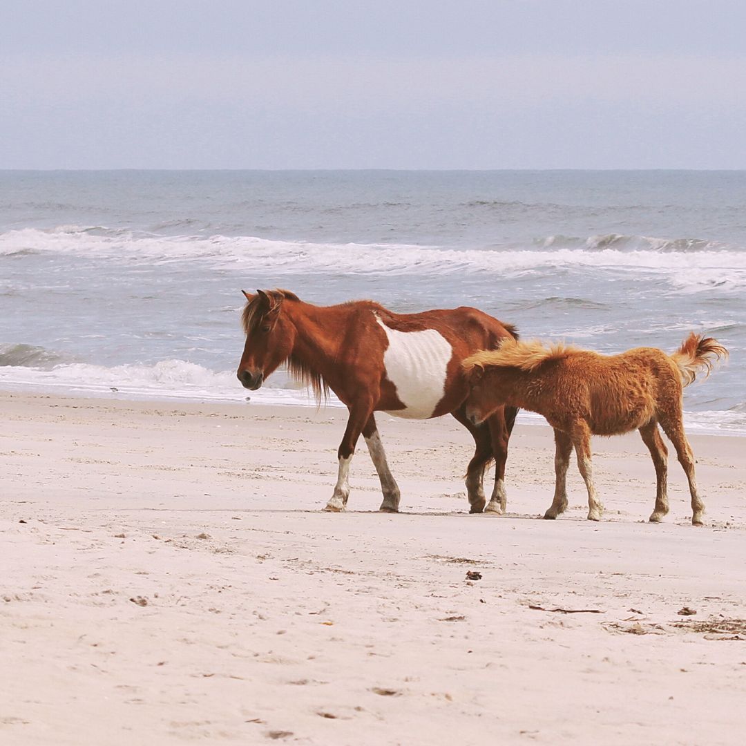 Assateague Island Horses