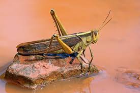 Image result for locusts