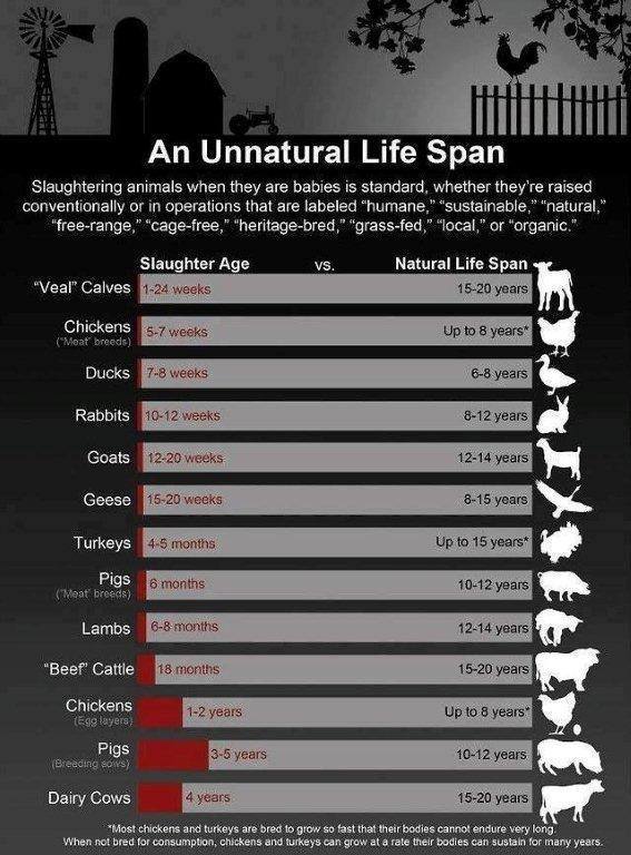 animal-life-span-chart.jpg