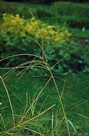 Flowering stem of smooth crabgrass.