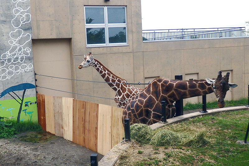 旭山動物園：きりん舎