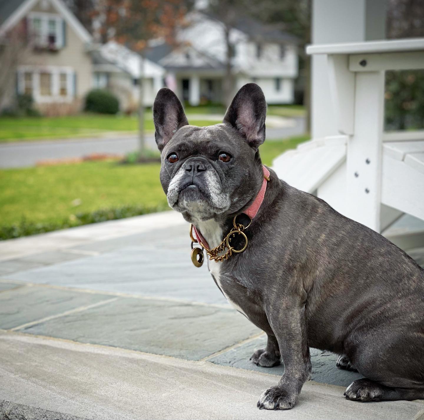 Photo by Darcy The French Bulldog in Fair Haven, New Jersey.