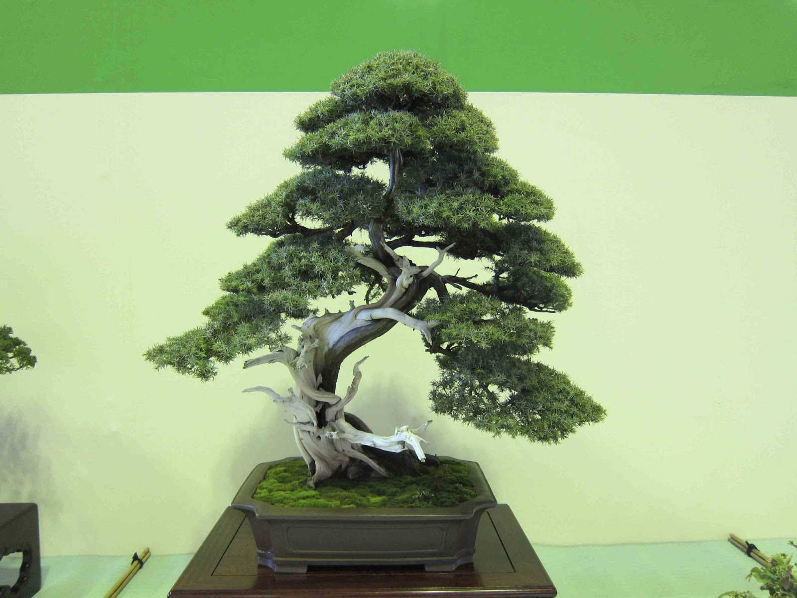 How To Grow And Care For Your Precious Bonsai Tree!