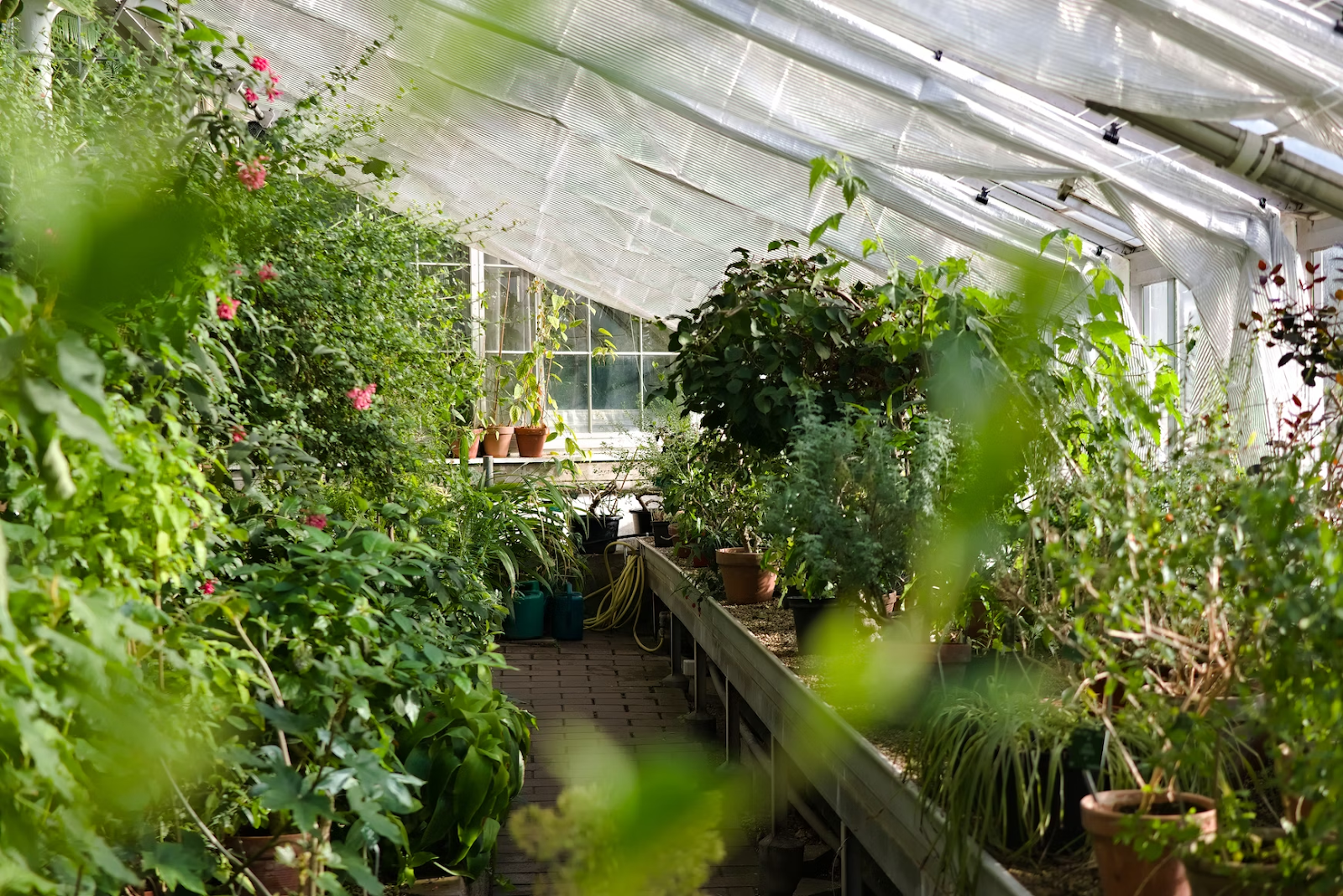 plants inside a glass house