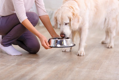 Perro alimentándose de nuevos alimentos para ayudar a evitar que coma hierba