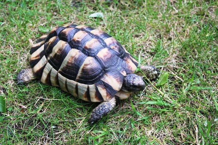 Image result for marginated tortoise