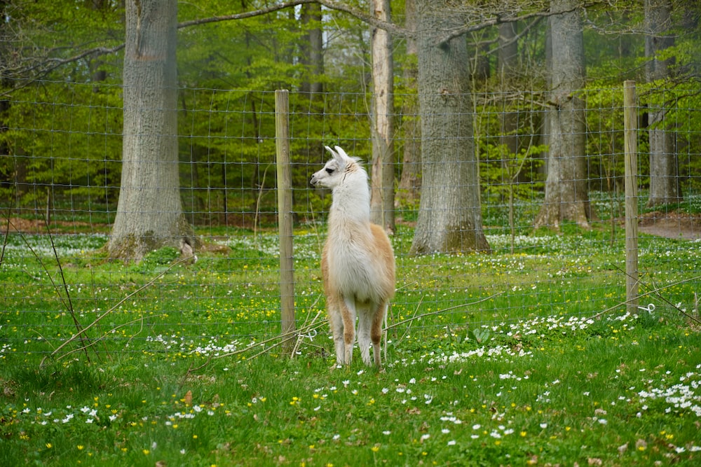 a llama in a fenced in area surrounded by trees