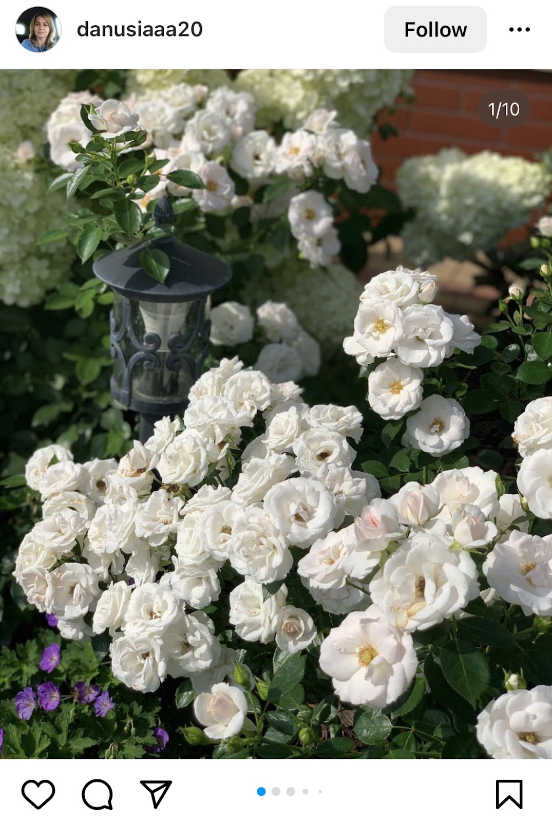 photo of growing white roses on instagram