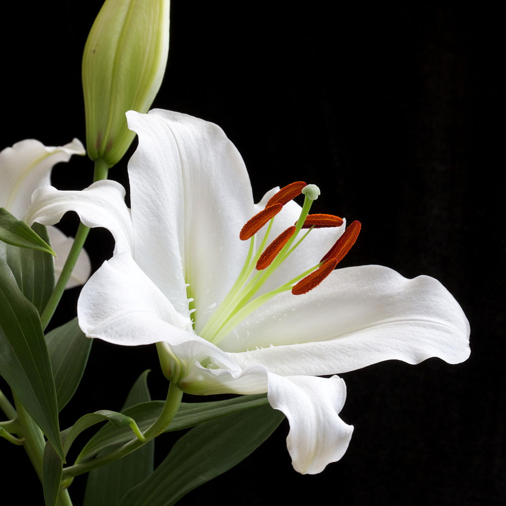 Hoa Ly trắng tượng trưng cho nét thanh khiết, tinh khôi