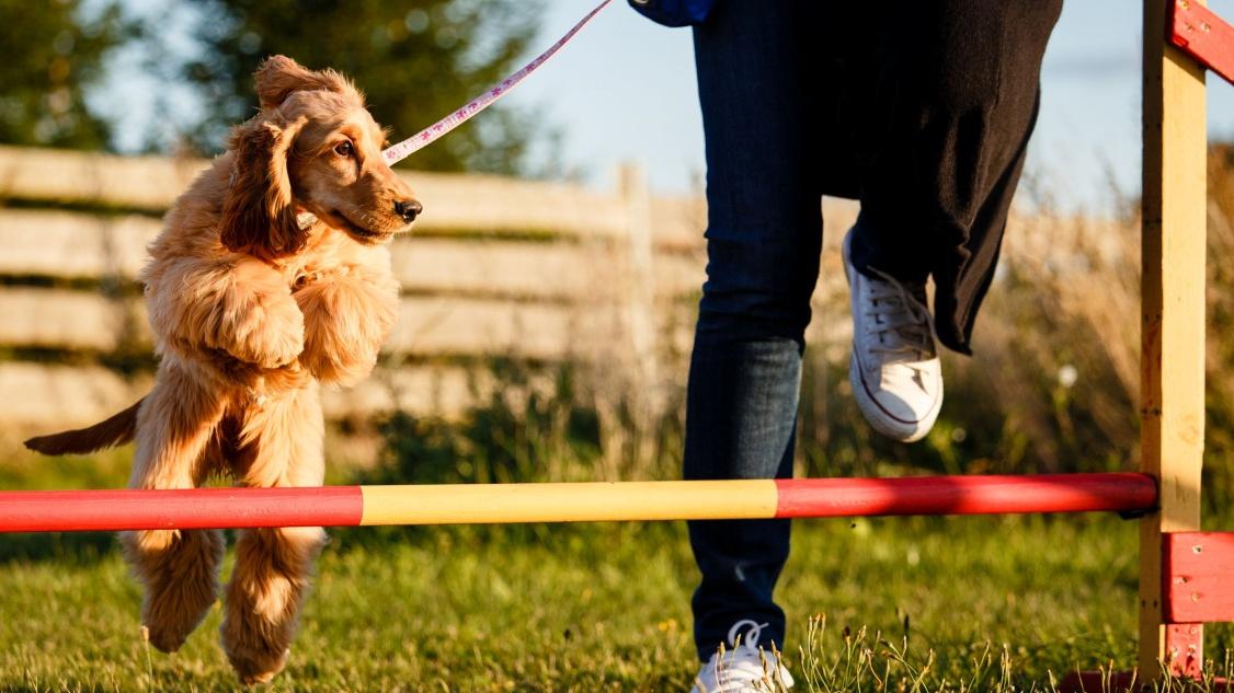 The Difference Between Dog Trainers and Behaviorists