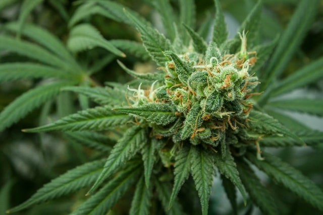 Cannabis plant determines pain relief.