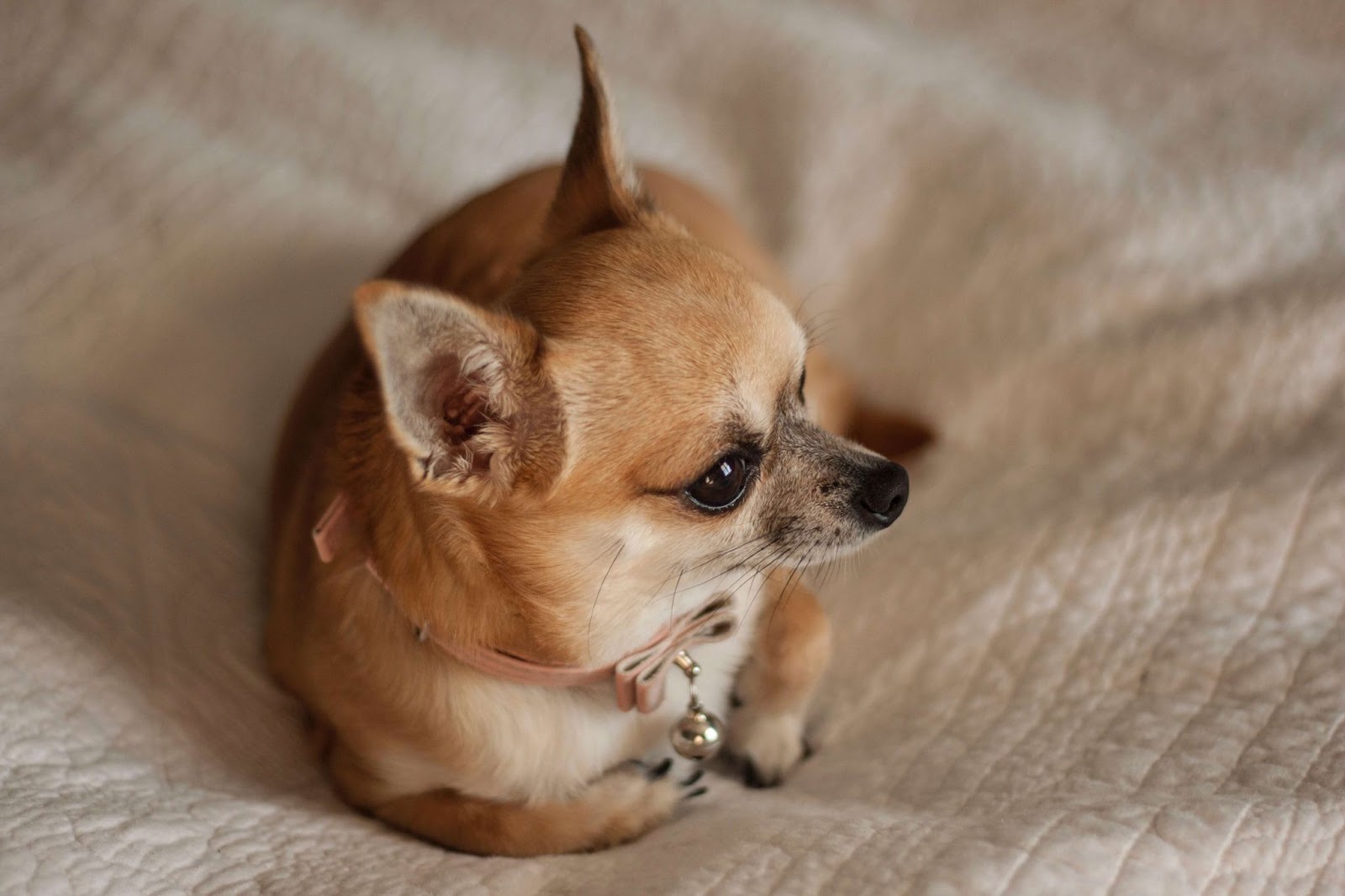 Do Chihuahuas Have Curly Tails?  