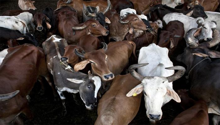 গরু পাচারকারী সন্দেহে পিটিয়ে খুন যুবককে 