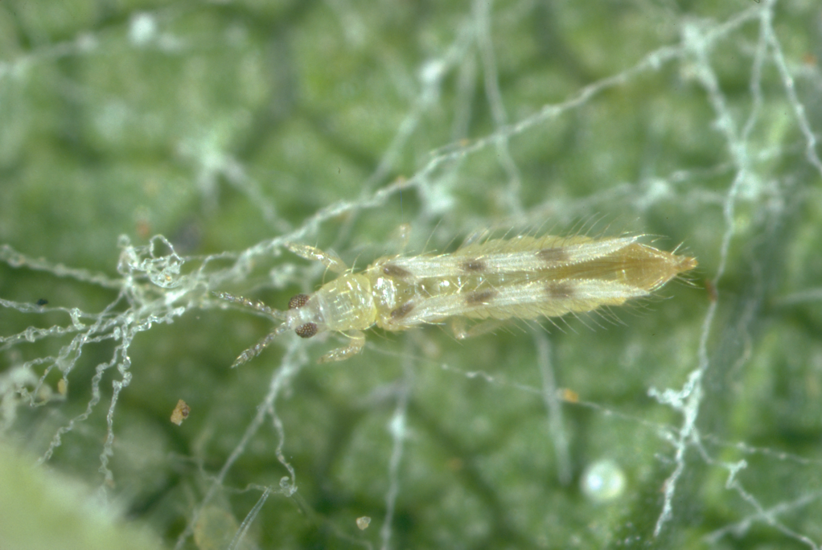 Six-spotted thrips: green insect with six spots on a green background