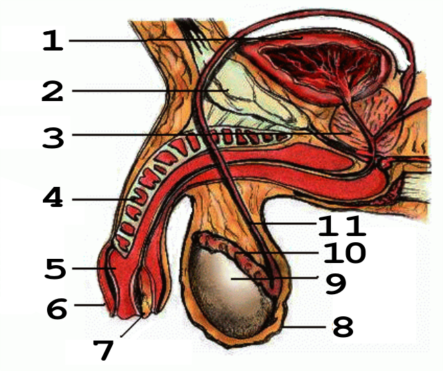 sistema urinário masculino - estruturas