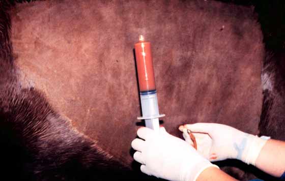 Abnormal appearing pleural fluid from horse with pleuropneumonia.
