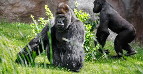 Samec gorily nížinné, Richard, který žije v pražské zoo.