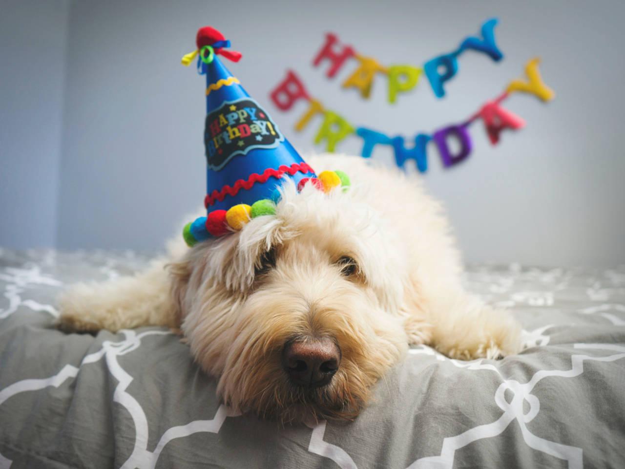 Take Your Dog on a Special Outing