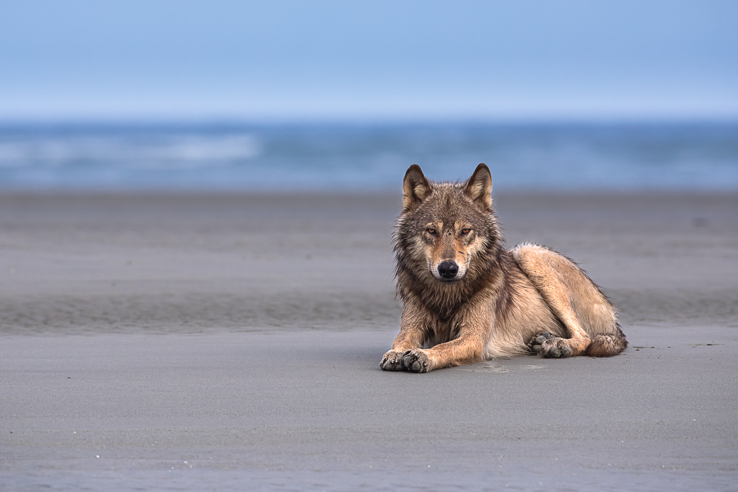 Coastal Wolves See The Wild