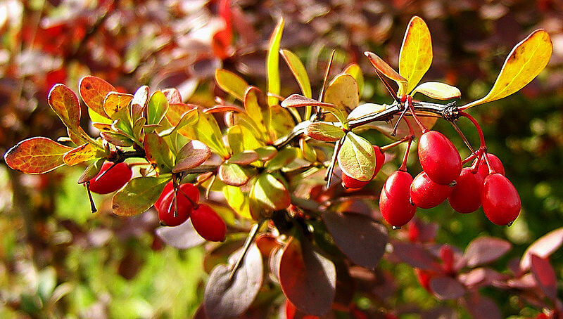 barbaris_posadka_i_uchod