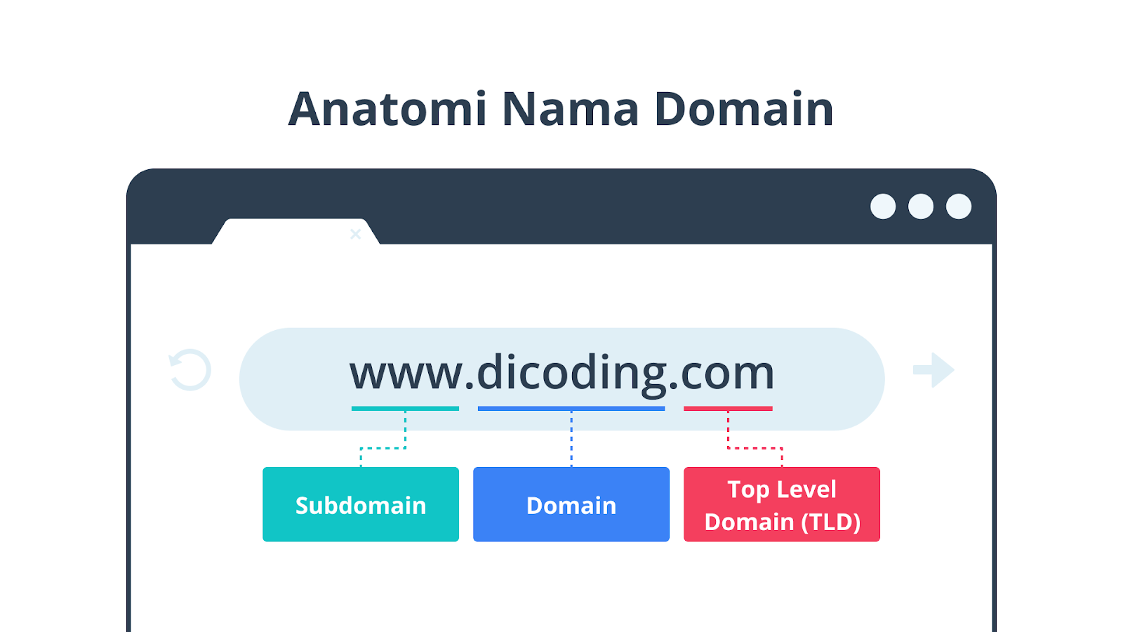 anatomi domain