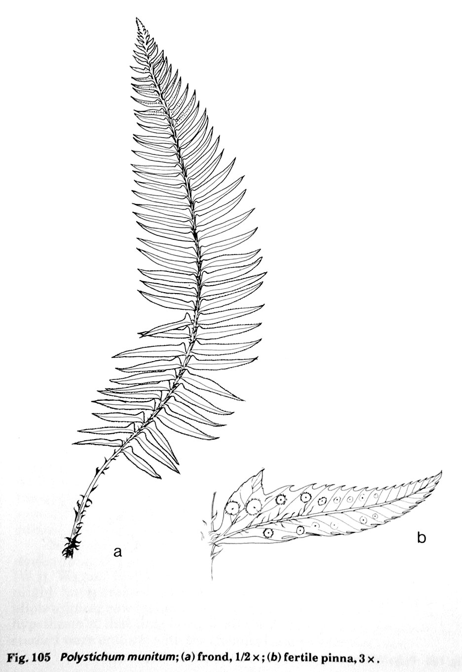 canada\Polystichum-munitum.jpg