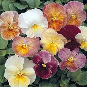 Image result for pansy imperial antique shades