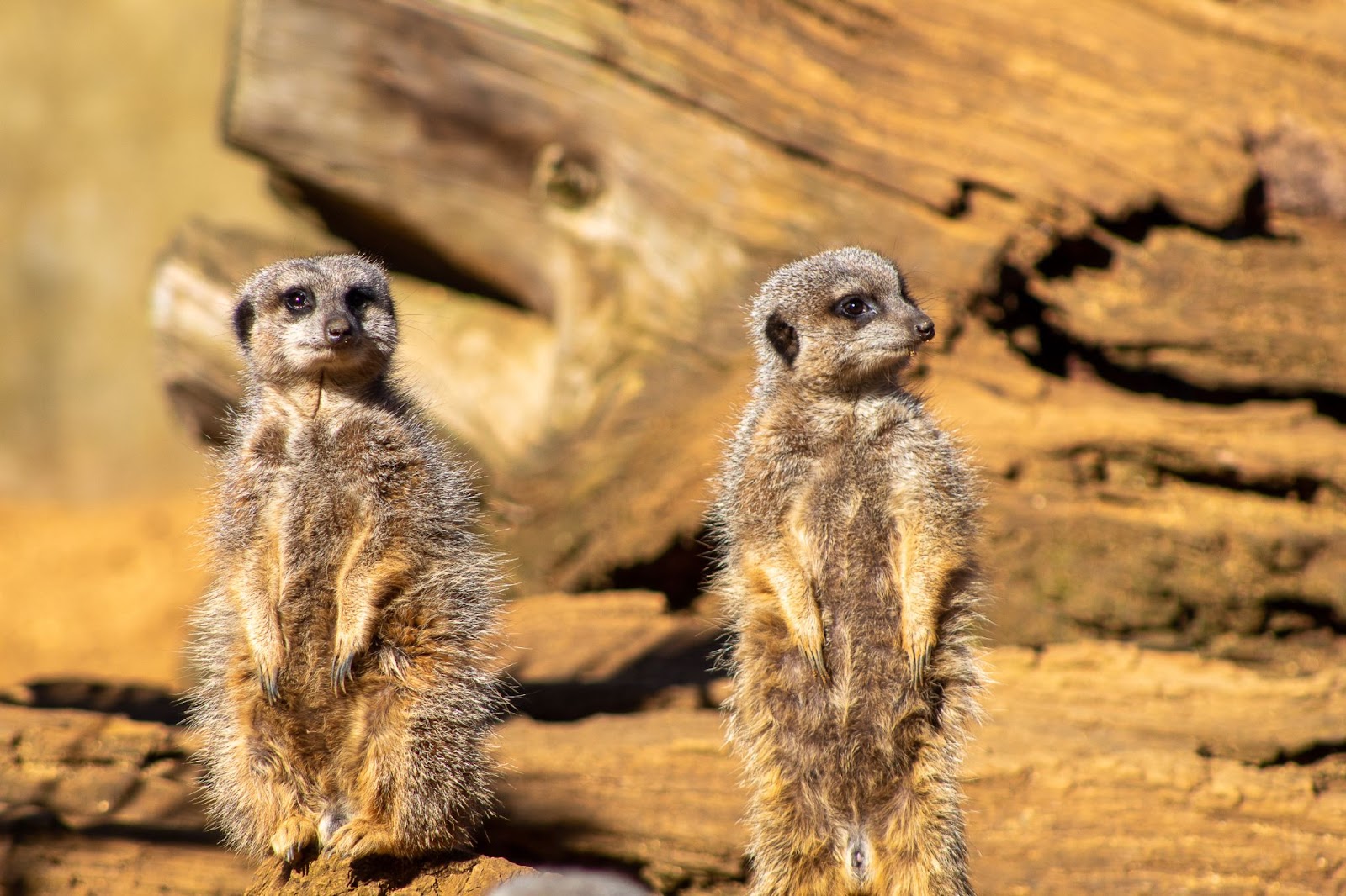 Sleeping Habit of Meerkats