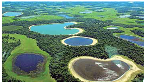 Uma característica do bioma do Pantanal em destaque na imagem é a presença de: