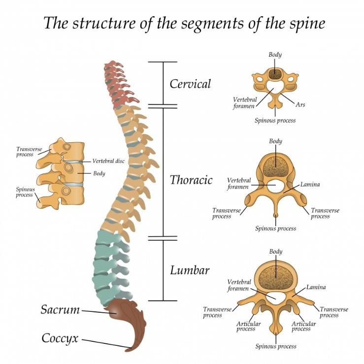 Image result for the spine