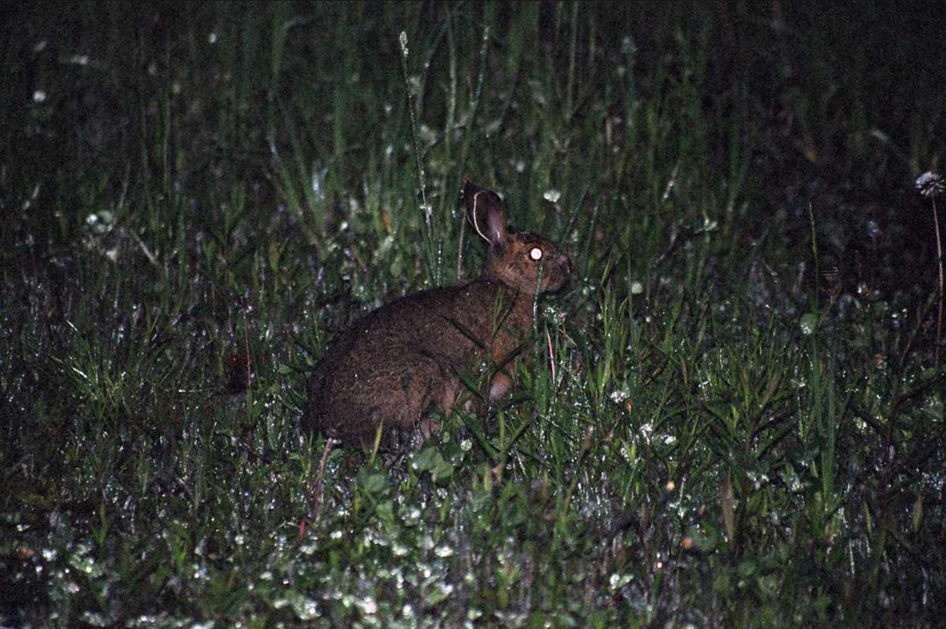 Perfect Night Vision