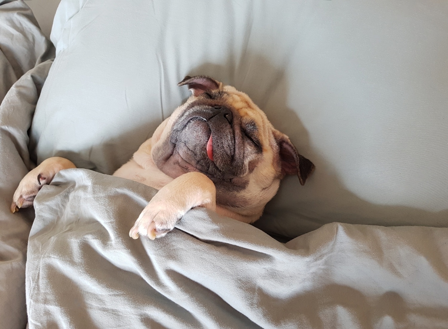 Dogs With Short Spine Syndrome: All You Need To Know 5 0c7AYhLEb 2YasVlkCrzM9WfVQMhsHopL1cIFwW6ErtWNGj43km2evR2zG1NUcjsLKU4uDykWzI0 C0kPlcA4Suuty3vtGeQ68phCri1Bm6HrpcjYCJNkZEo7hujGZflG1xrWCJzVBkG 9ld3sE7Tz0