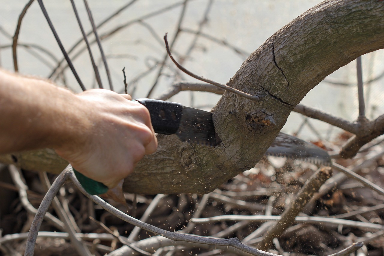 Hand Saw