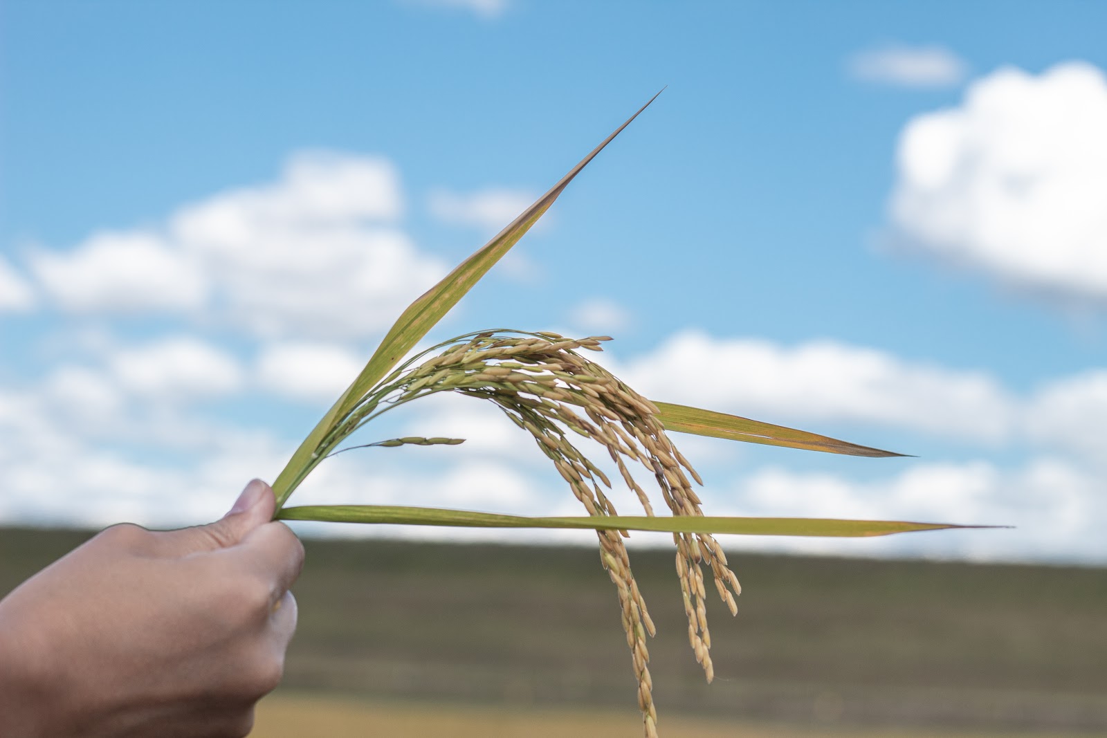 Xadrez do arroz: quem são os reis, quem são os peões?