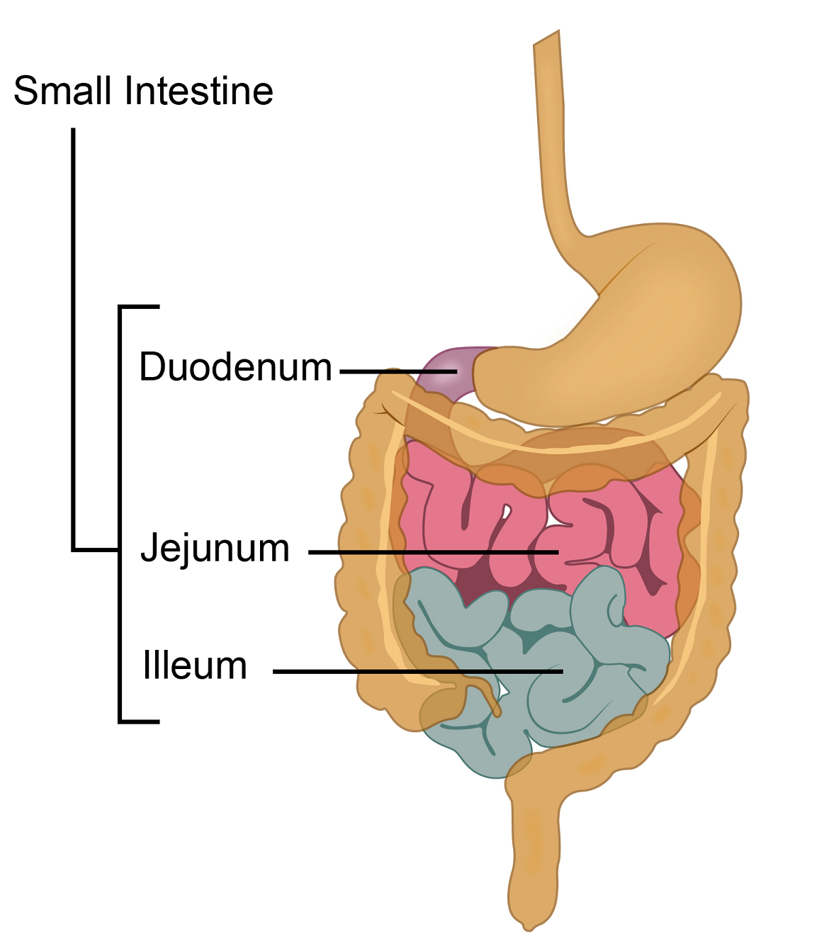Parts of Small Intestine